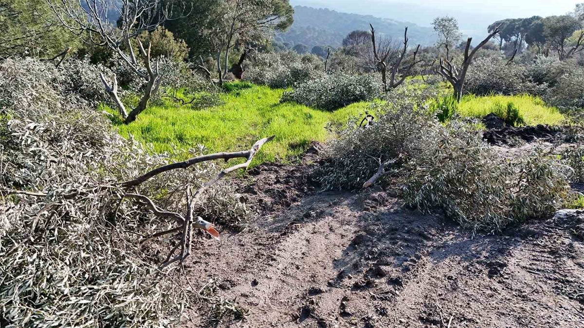 Bunun adı ağaç katliamı! 'Ha 3 yaşındaki bir çocuğun kolunu kesmişsin, ha bunları...'
