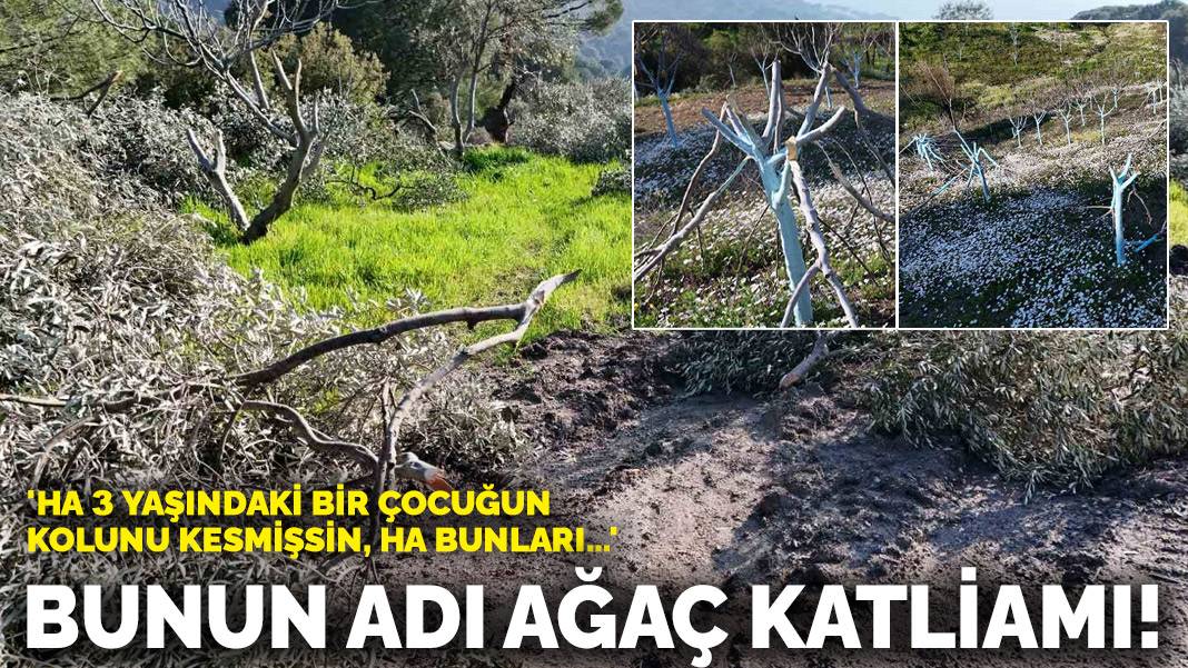 Bunun adı ağaç katliamı! 'Ha 3 yaşındaki bir çocuğun kolunu kesmişsin, ha bunları...'