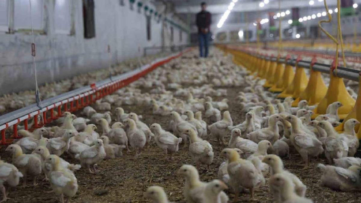 Devlet desteğiyle ikinci çiftliğini açtı: Yılda 360 ton beyaz et sağlıyor