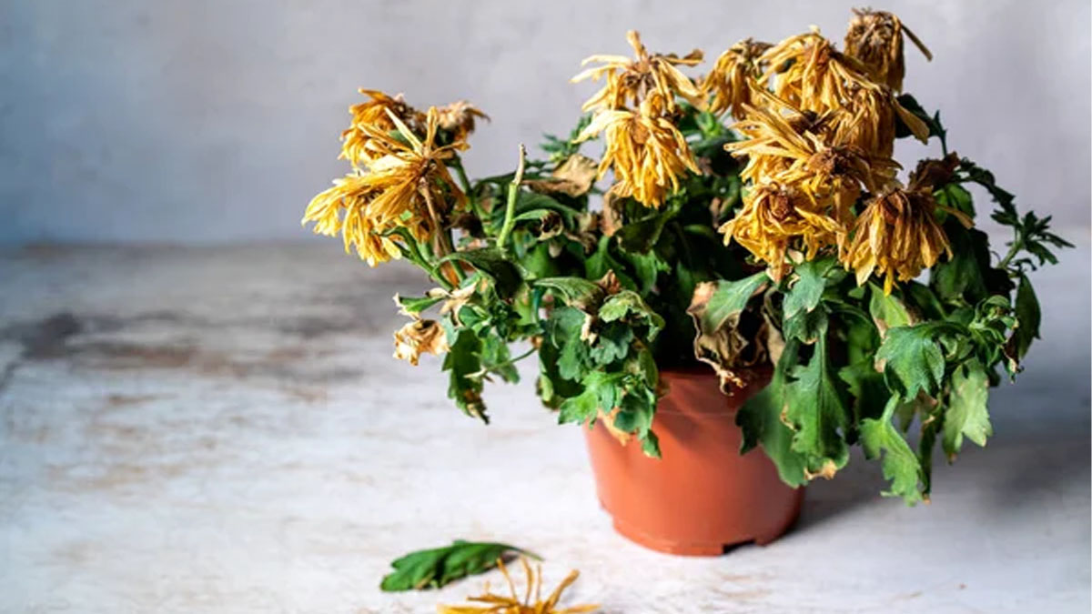 Küsen çiçekleri şaha kaldıran mucize formül: Mutfaktaki o iki malzeme solan bitkileri saniyeler içinde ayaklandırıyor!