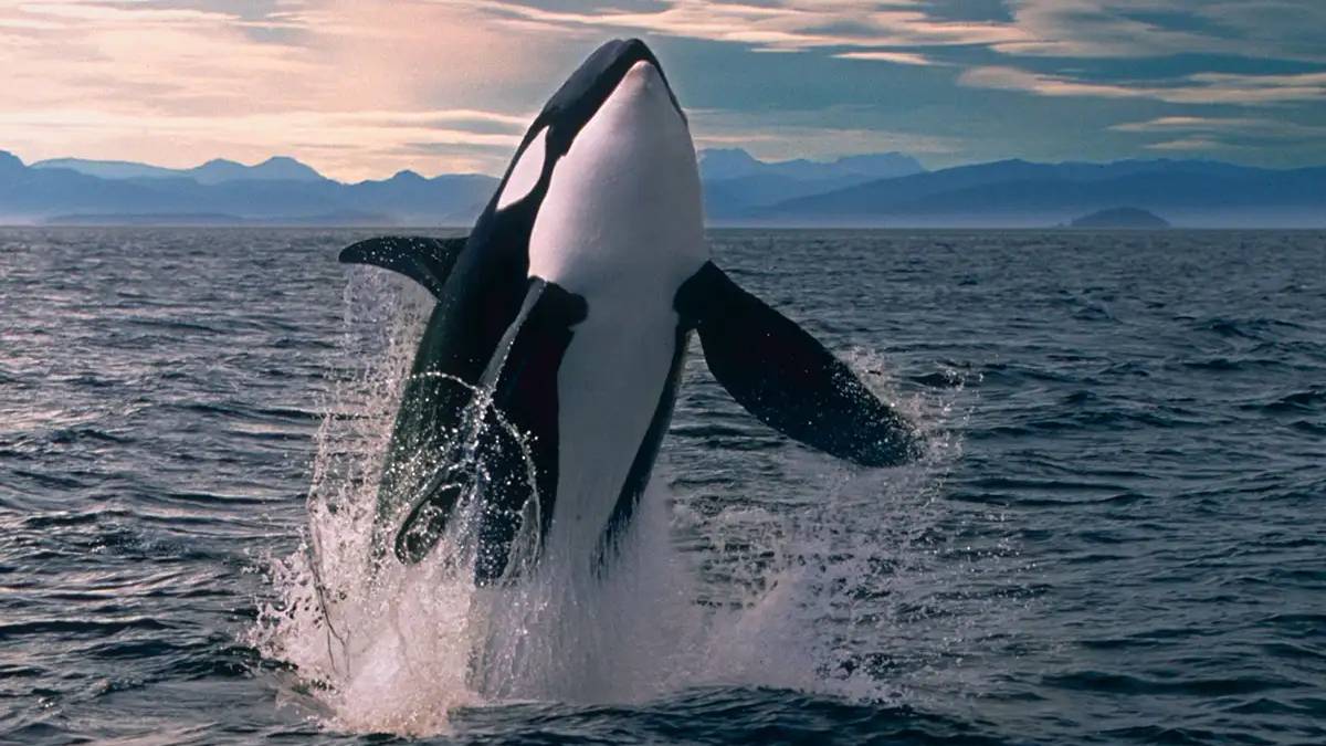 "Katil balina" hakkında yanlış bilinen gerçek: Onlar aslında birer yunus…