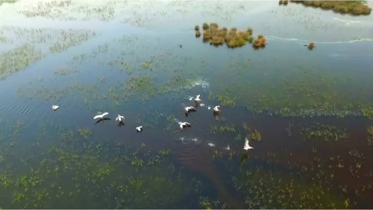 Türkiye’nin en büyük üçüncü longozuydu… Sevindiren haber geldi: Su seviyesi yükseliyor