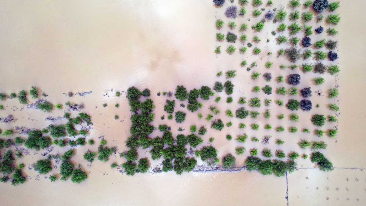 Aydın’da Büyük Menderes taştı: Yollar ve tarlalar sular altında kaldı