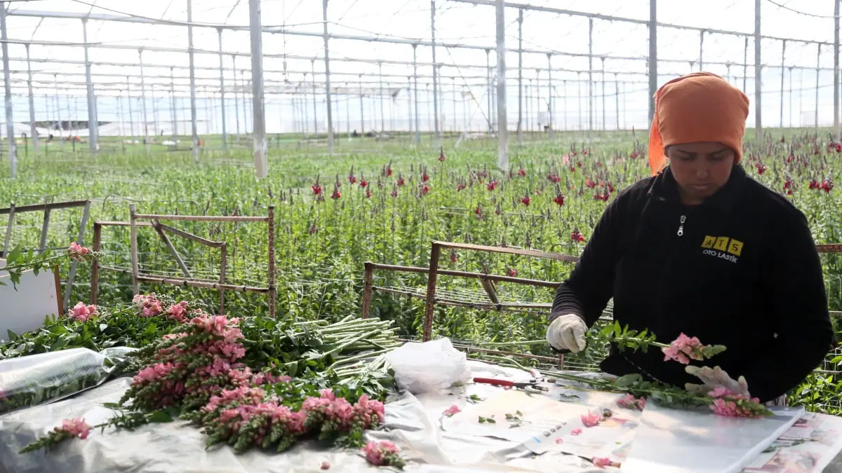 Avrupa'nın yeni gözdesi Antalya'dan: Karanfilin tahtını sallayan 'Aslanağzı' milyonluk ihracata koşuyor