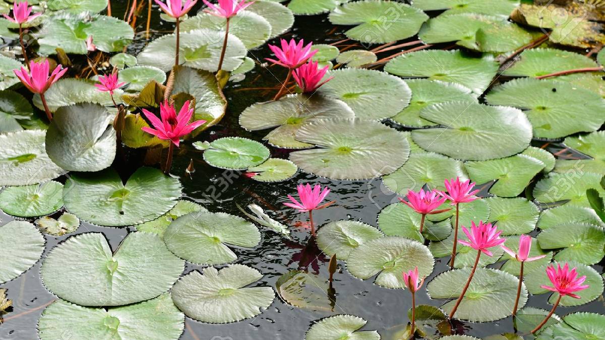 Çamurun içinden doğan güzellik! Kendi kendini temizliyor, güzelliği hayran bırakıyor