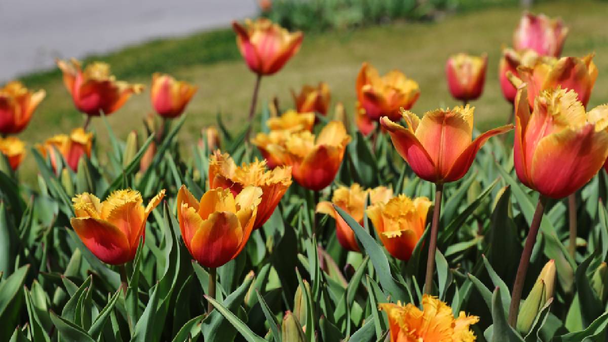 Baharın müjdecisi laleler Antalya sokaklarını renklendirdi
