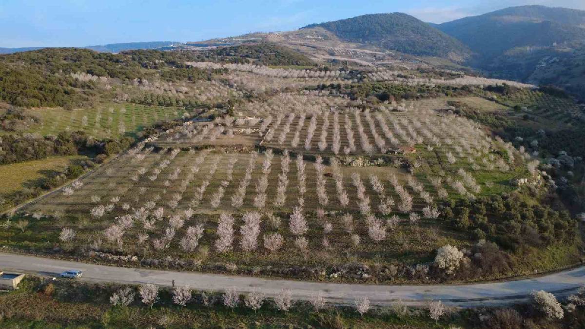 Yıllık üretim 400 tonu buluyor: 4 bin yıldır devam eden hasat