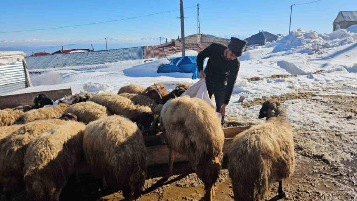 4.000 metrelik Süphan Dağı’nda hayvancıların zorlu mesaisi sürüyor