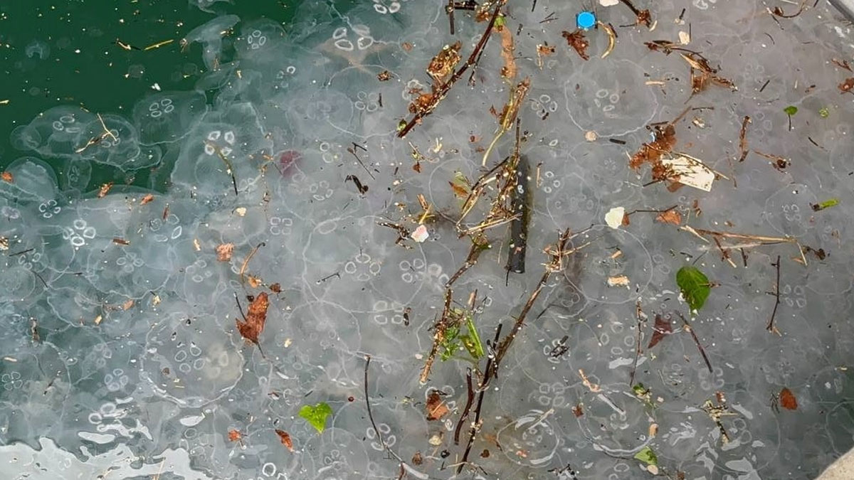 Yağış sonrası Beşiktaş Sahili’nde dikkat çeken görüntü: Denizanası ve atık yoğunluğu oluştu