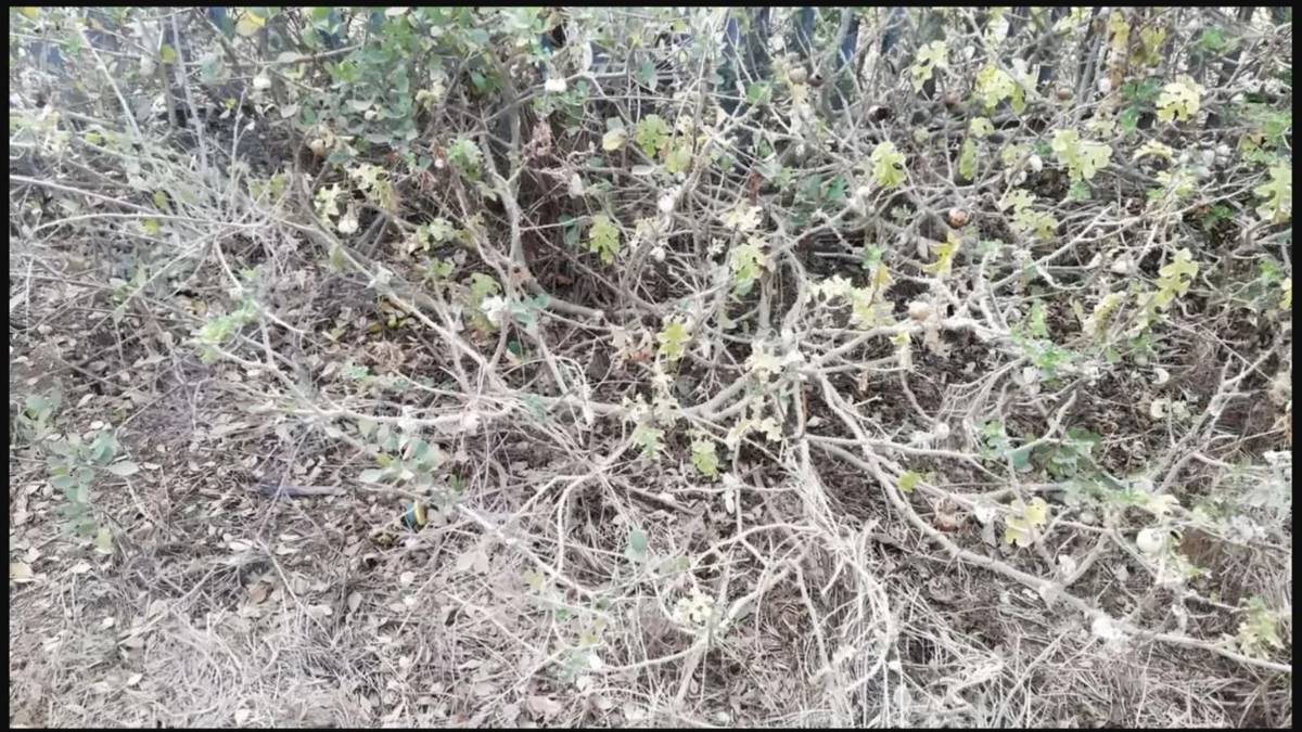 Gözlerine güvenenler buraya! Çalıların arasına gizlenmiş sincabı 5 saniyede bulabilecek misiniz?