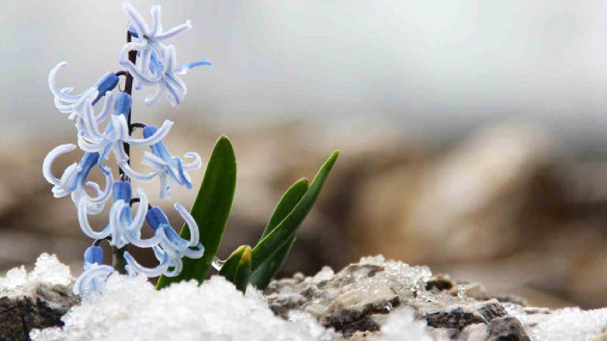 Karlar eridi altından çıkan kaya sümbülü görsel şölen oluşturdu!