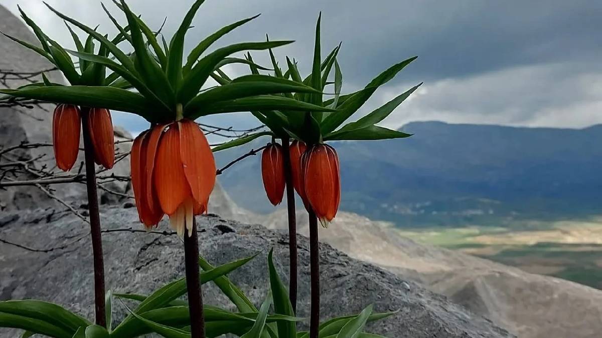 Diyarbakır’da doğanın hediyesi ‘Ters laleler’ açtı: Koparmanın cezası 700.000 TL