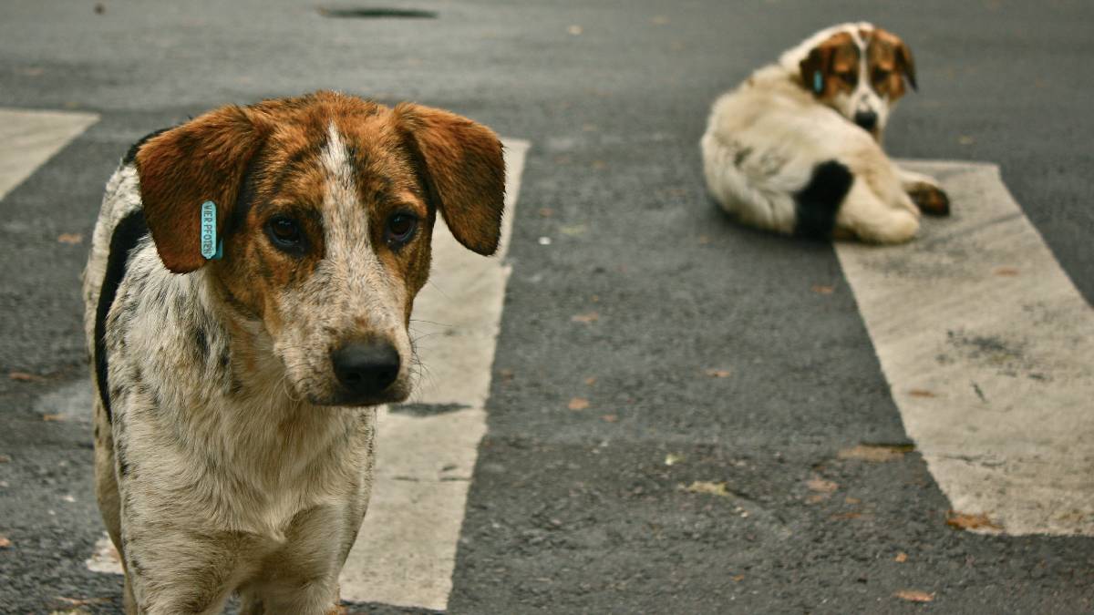Bakan Çiftçi açıkladı: Sahipsiz hayvanların yüzde 75’i toplandı