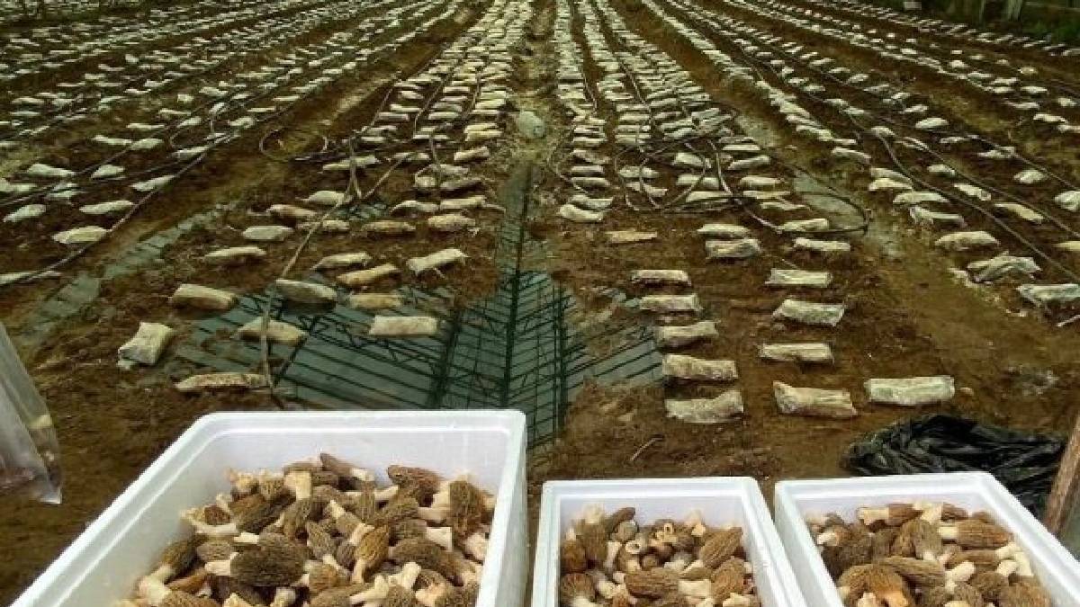 Talebi fazla ürünü seraya taşıdı: Deneme üretiminde 900 kg ürün aldı