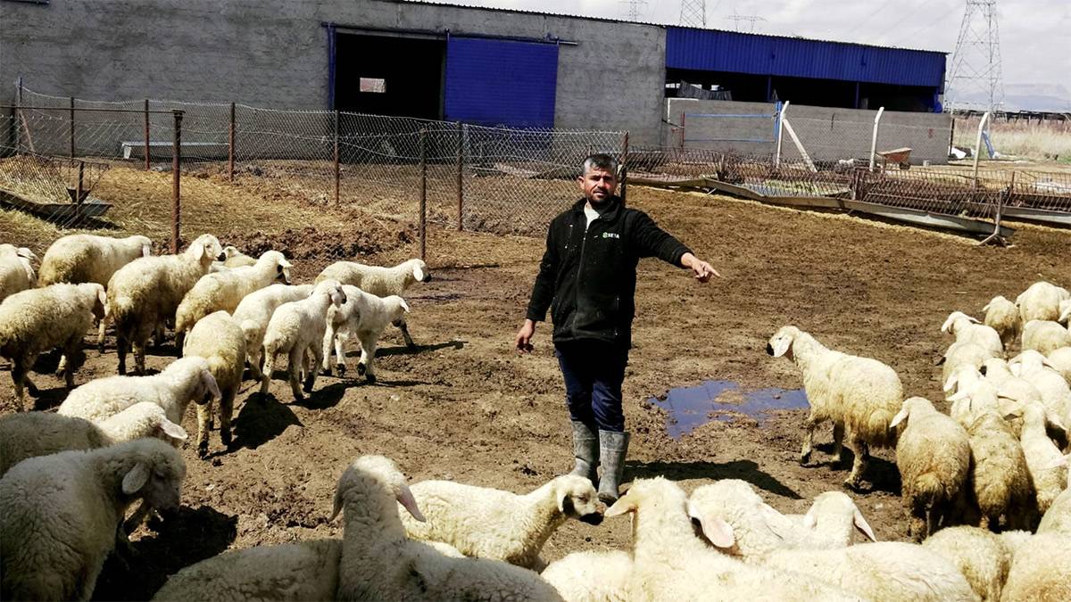 Besicilerden gençlere çağrı: "80 bin liraya çoban bulamıyoruz"