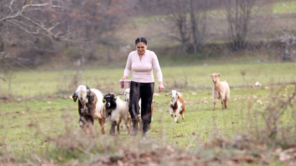Şehrin stresinden kaçtı, kamp için gittiği köye yerleşti! Şimdi satın aldığı arazide yaşıyor