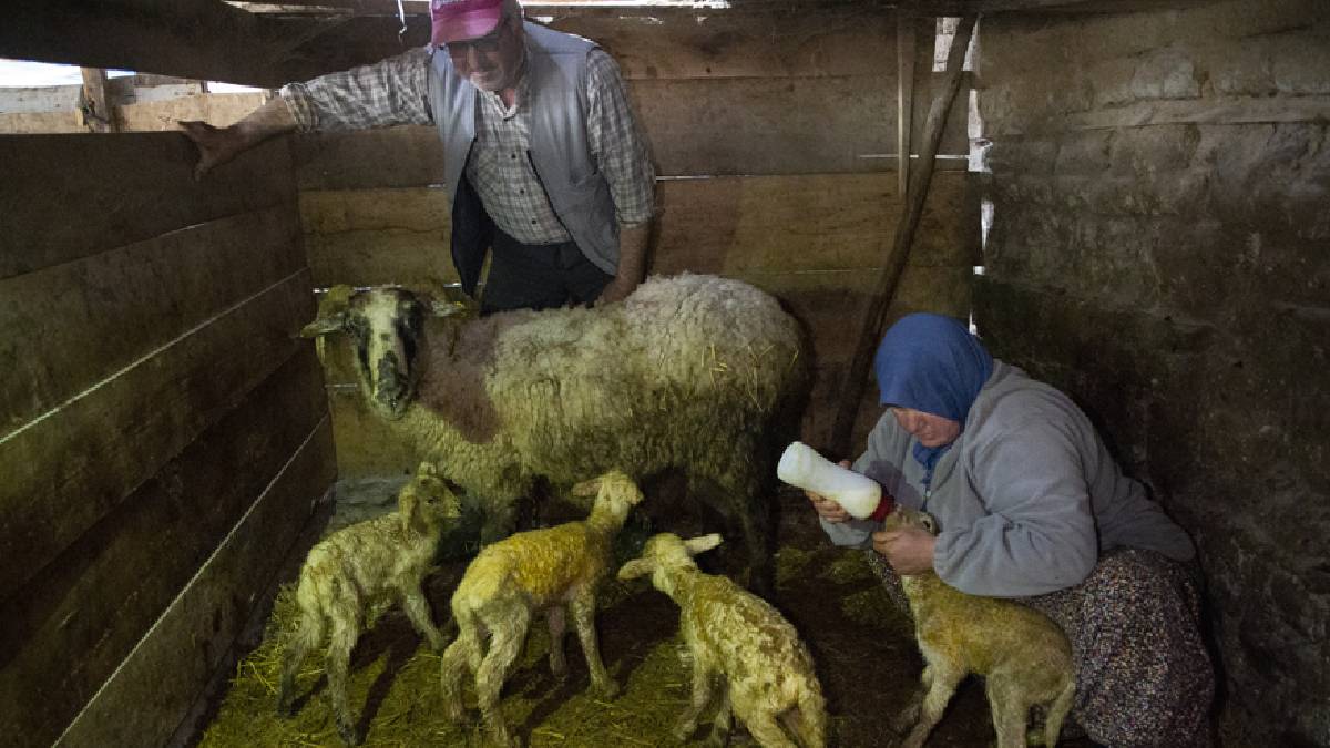 Dördüz doğan kuzular aileyi sevince boğdu: Sebebi ‘İyi bakım’