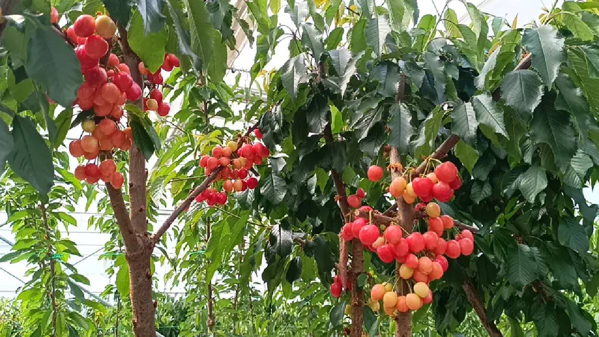 Jeotermal serada ilk kiraz hasadı yapıldı: Olumlu sonuç mahsulleri iç piyasada satılacak