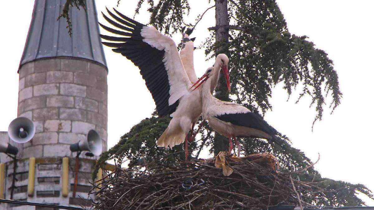 Bu köy leyleklerin yuvası oldu: Taş atmak ve ürkütmek tamamen yasak