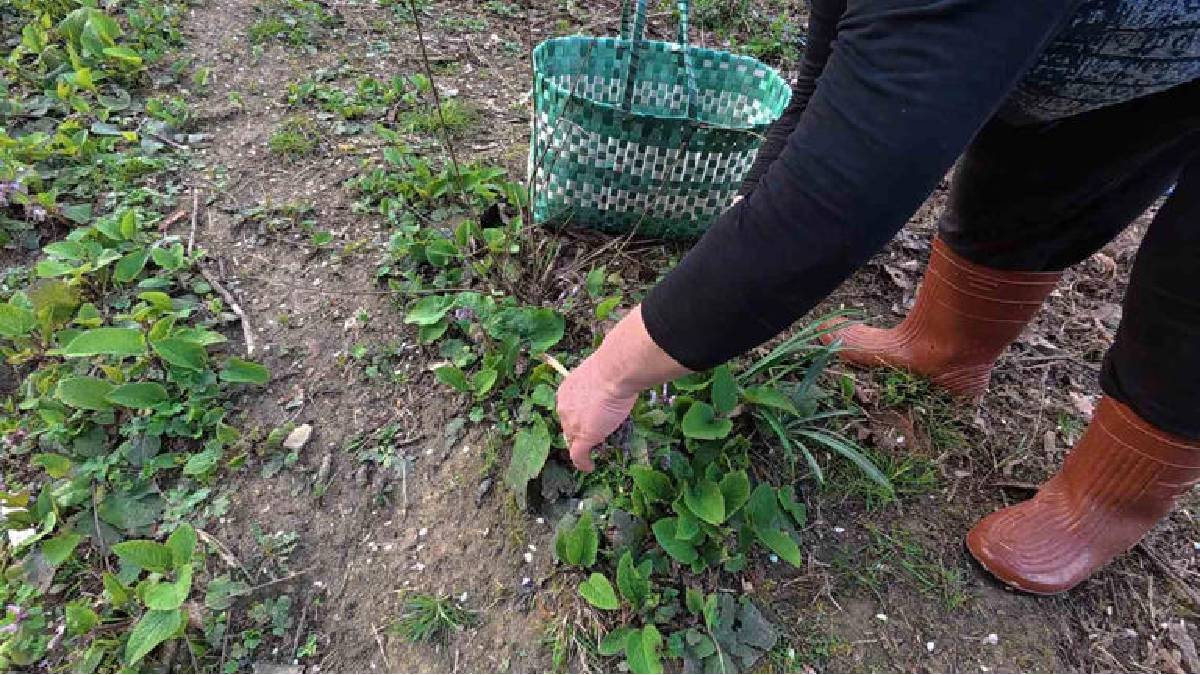 Baharın lezzeti tezgaha indi: ‘Zılbıt’ yoğun ilgi görüyor