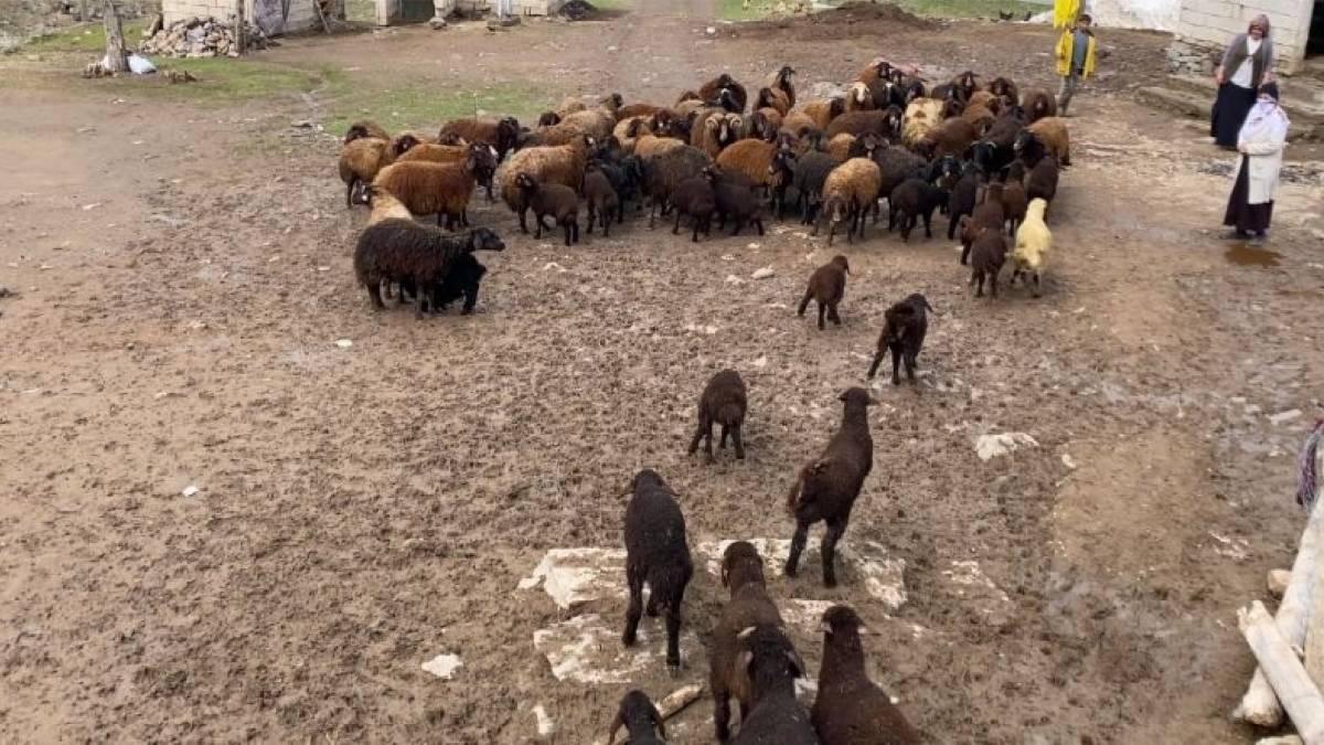 ‘Kuzu katma’ geleneği yüzleri güldürdü: Ortaya renkli görüntüler çıktı