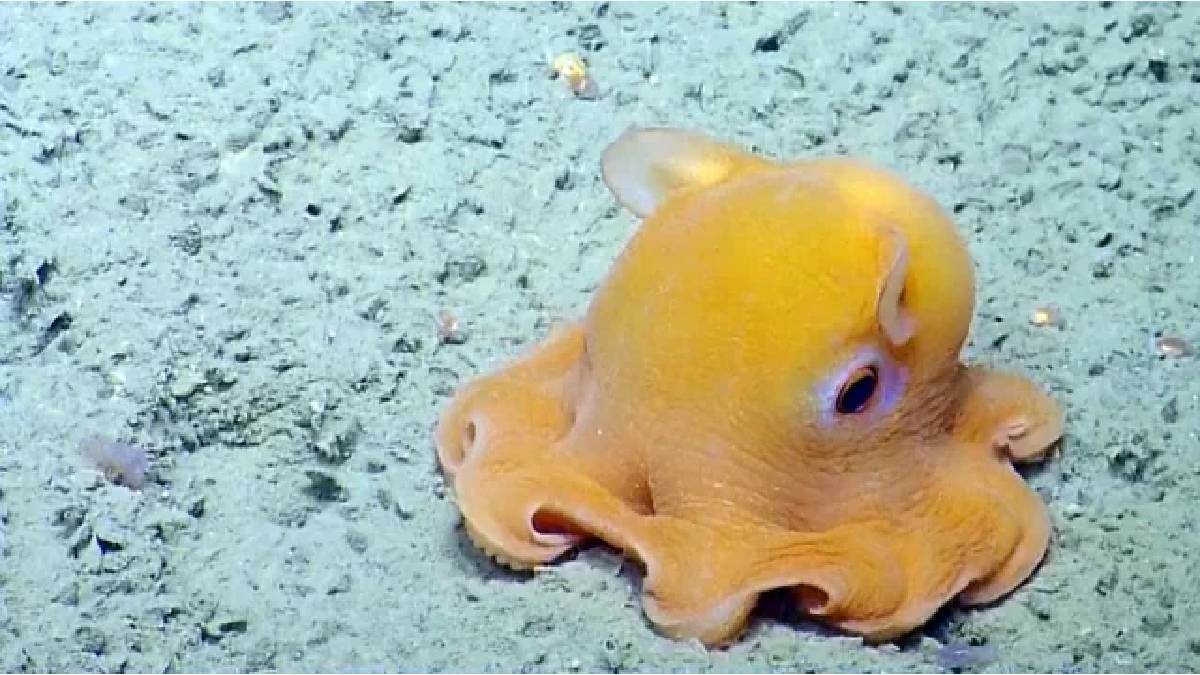 Bu ahtapotun kulakları var! 4.000 metre derinlikte yaşıyor, gün ışığı görmüyor