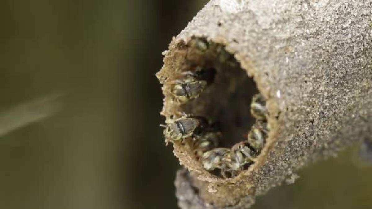 Şırıngayla toplanan şifa kaynağı: Dünyanın en nadir balı "Melipona"