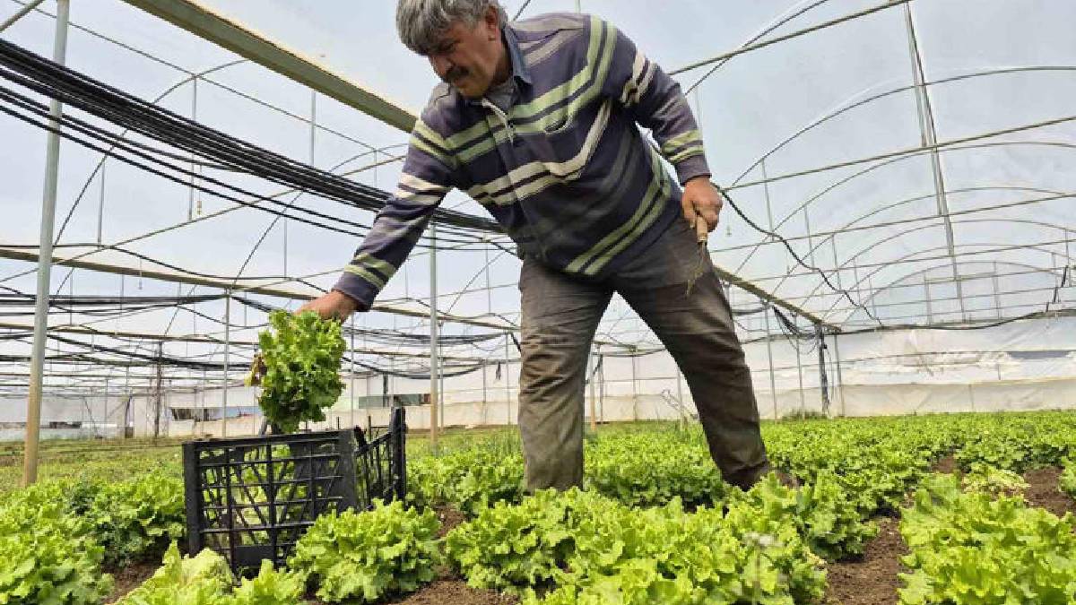 Marulda fiyat farkı açıldı: Tarlada 15 TL, tezgahta 100 TL