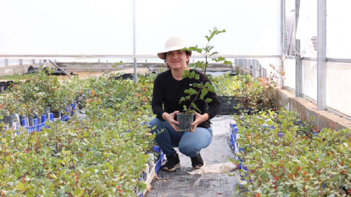 Büyükşehir’den Alanya’nın coğrafi işaretli keçiboynuzuna destek