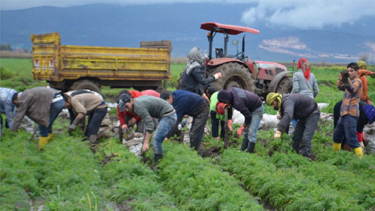 Hatay’da toplanıyor, 81 ile gönderiliyor! Gözlerin bir numaralı ilacında hasat vakti
