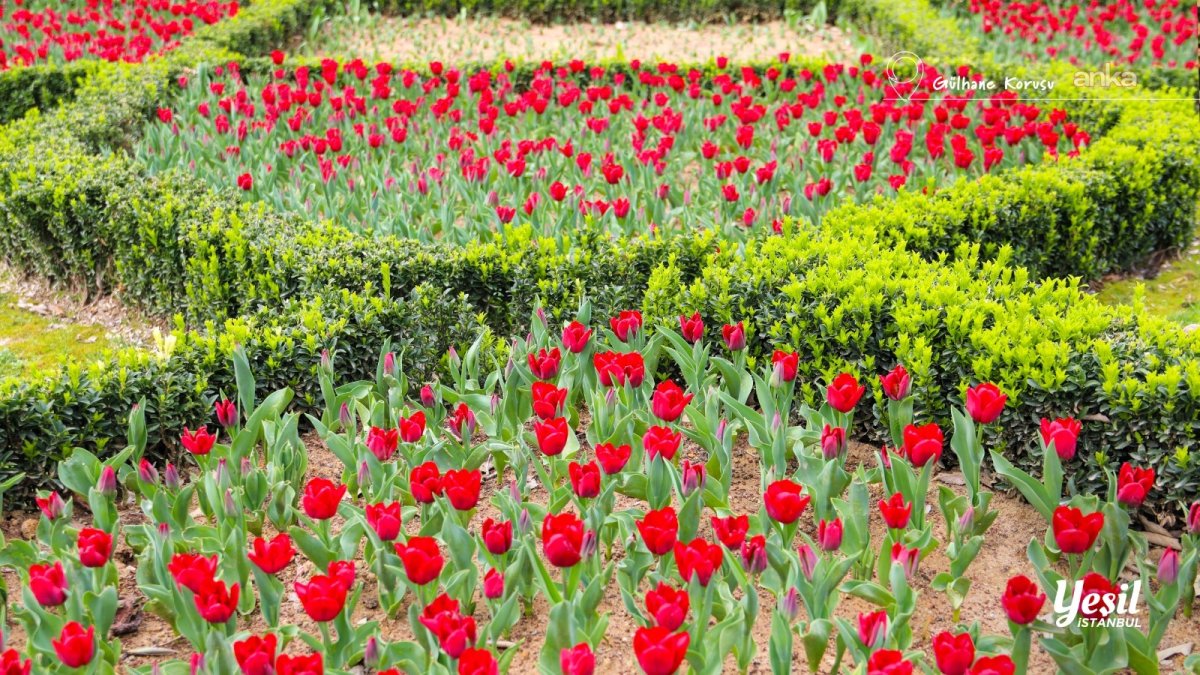 İstanbul’da Lale Bayramı 11-12 Nisan’da kutlanacak