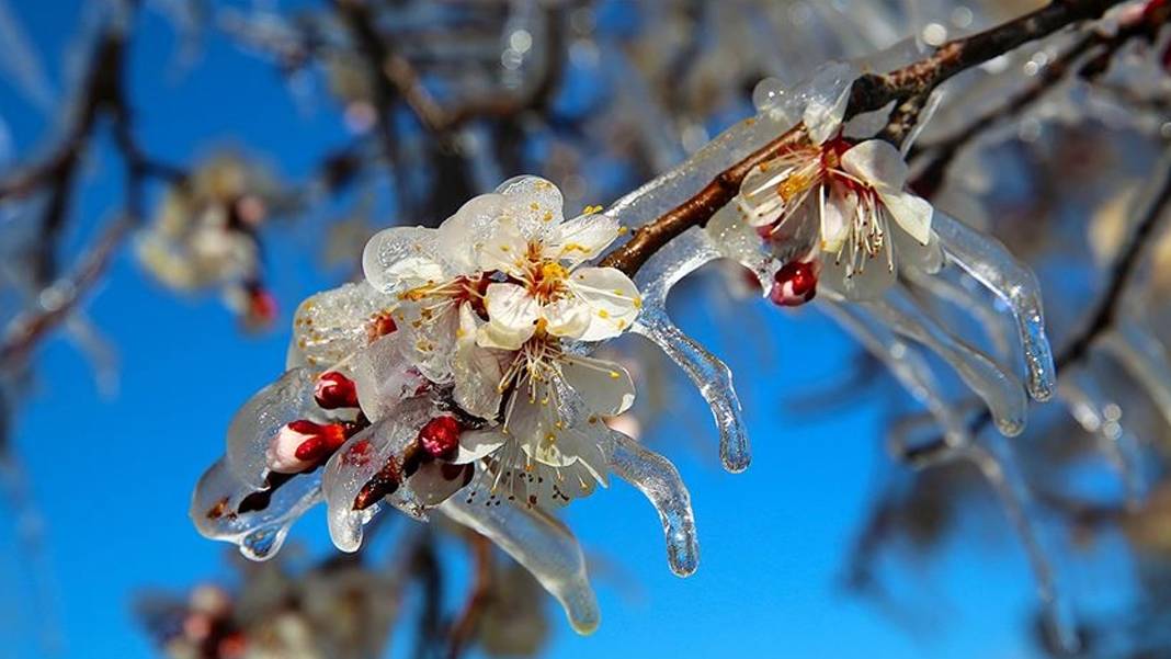 Çiftçiye "zirai don" alarmı: Meteoroloji’den kritik cumartesi uyarısı