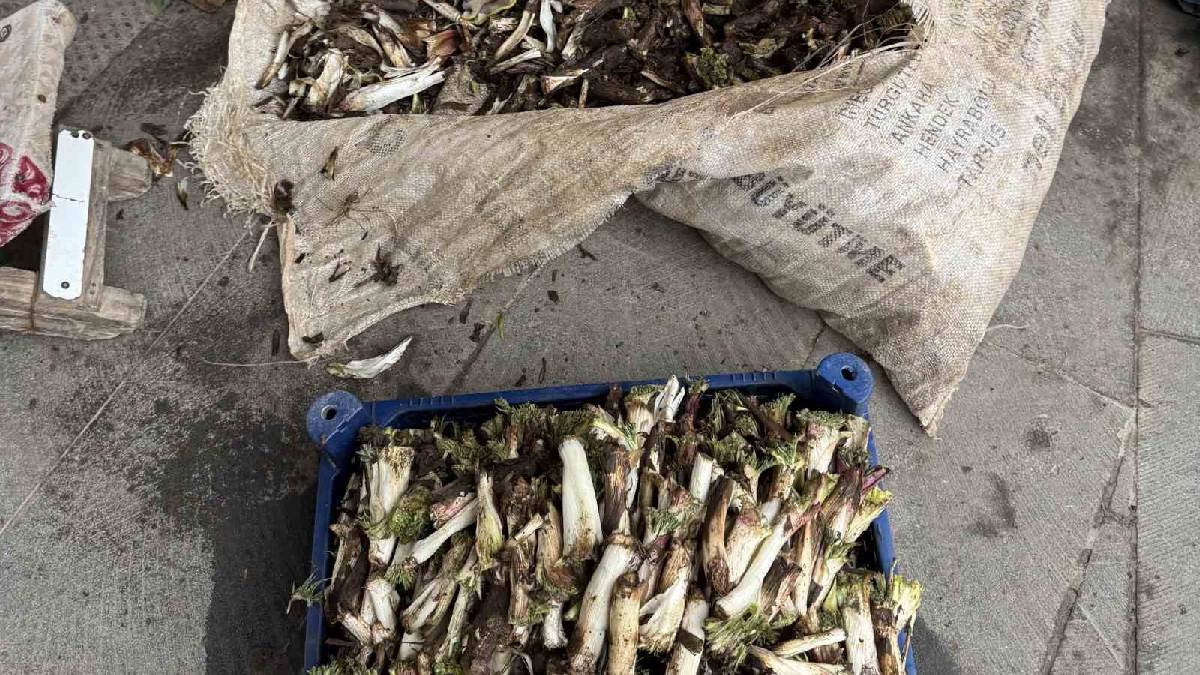 Dikenli yapısı toplanmasını zorlaştırıyor: Kilosu 250 TL’den alıcı buluyor