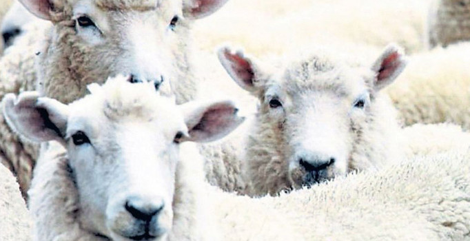 Kurban bayramında dikkat edilmesi gerekenler neler? Kesimlerde bunlara dikkat