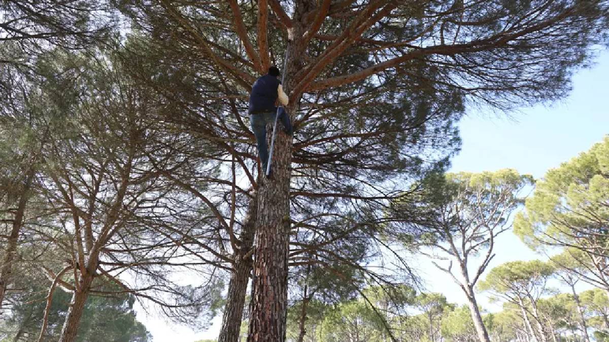 Ekmek parası için canlarını hiçe sayıyorlar: Komando misali ağaç tepelerine tırmanıyorlar