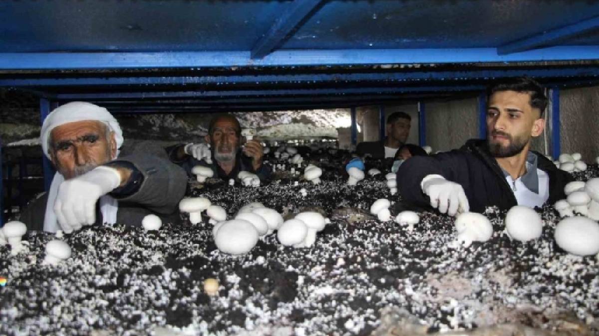 2.000 yıllık mağarayı üretim tesisi yaptı: Her ay 3 ton ürün elde ediyor