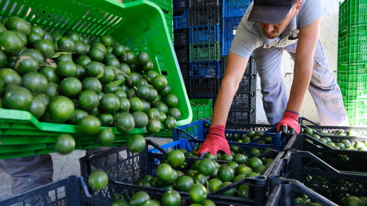 Belediyeden yerel üreticiye güçlü destek: Bodrum Yerel Ürün sitesi vatandaşların kullanımına sunuldu