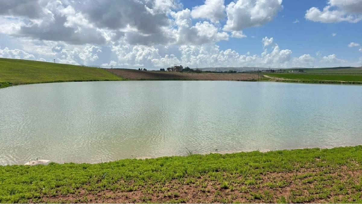 Kuraklıkla kurumuştu: Son yağışlar yeniden canlandırdı