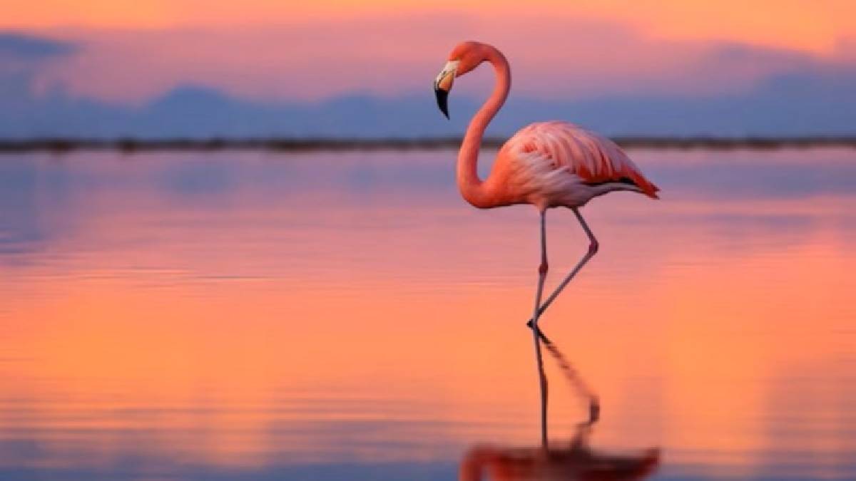 Beden yaşınızı test edin: Tek ayak üzerinde kaç saniye durabiliyorsunuz?