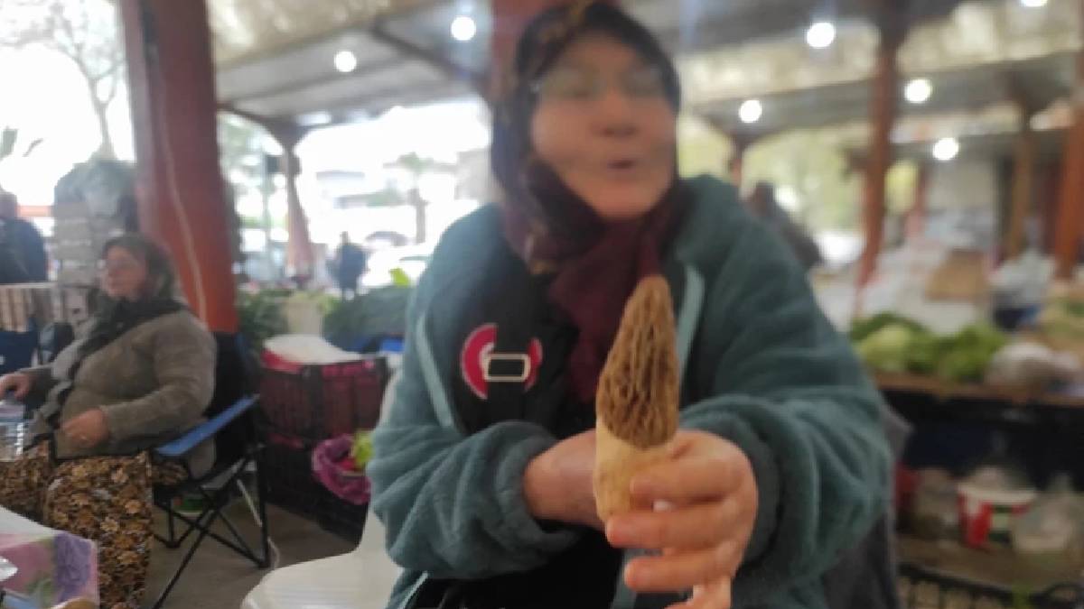 Doğada yetişiyor vatandaşa gelir oluyor: Kilosu 1000 TL’ye çıkıyor