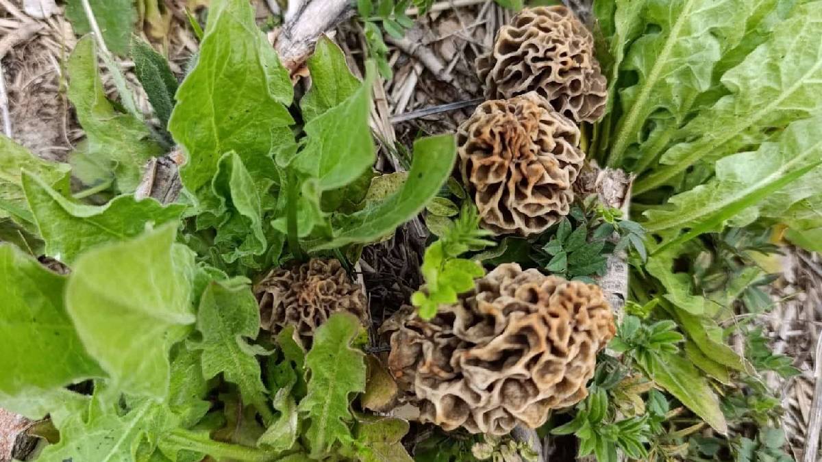 ‘Doğanın eti’ olarak biliniyor: Hisarcık’ta sezonu açıldı