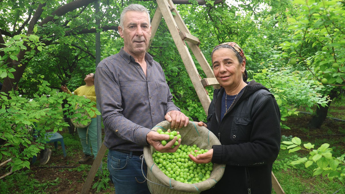 Aladdin Aslan'ın büyük başarısı: dalından Avrupa'ya 450 TL'lik can eriği ihracatı