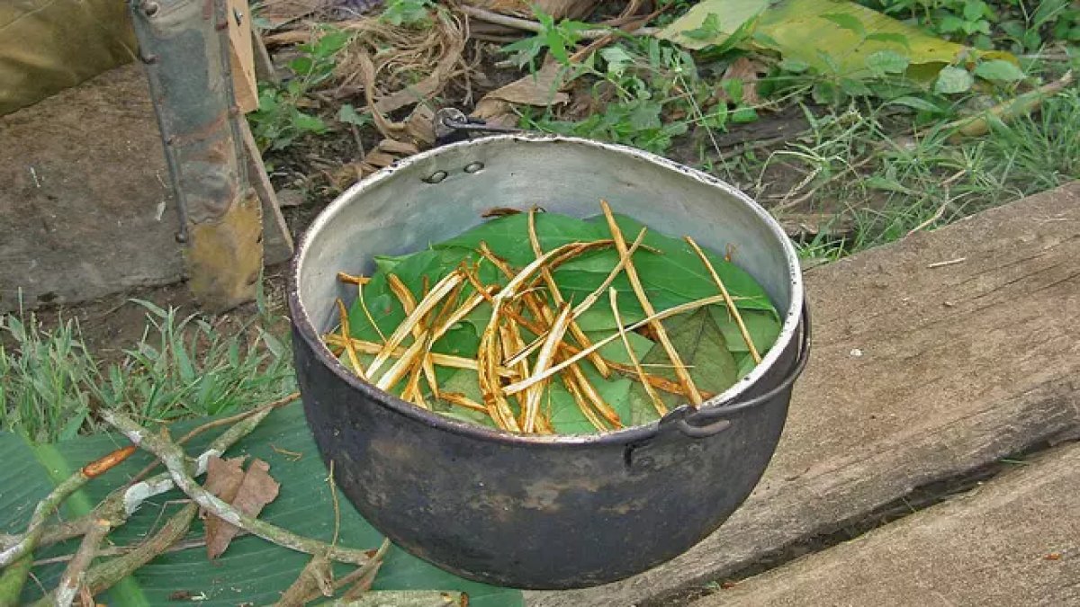 Ayahuasca çayı nedir, içeriğinde neler var? Ayahuasca çayı Türkiye'de legal mi, yasak mı?