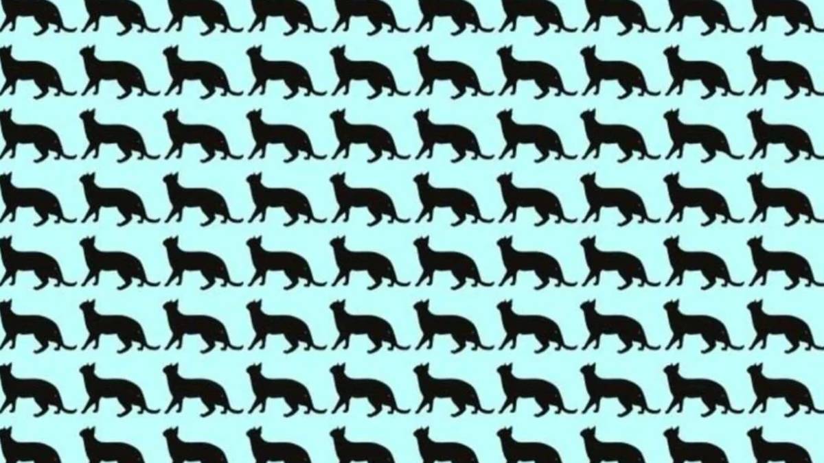 Görsel zekanızı konuşturun! Siz de zeki olabilirsiniz: Yüksek IQ’lu kişiler 6 saniyede farklı kediyi seçebiliyor