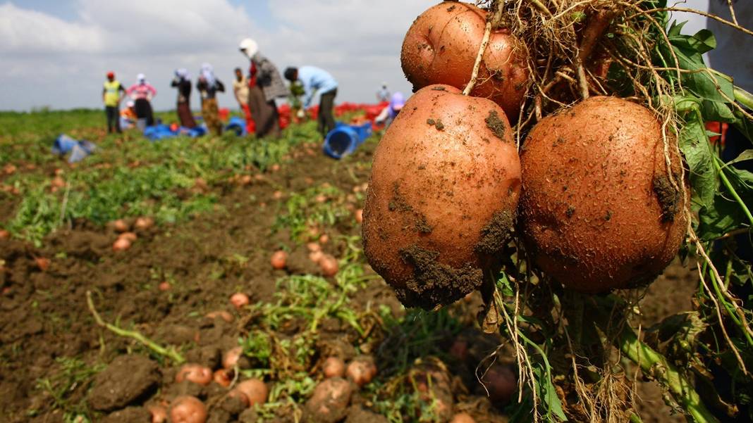 Tarlada 5, markette 30 lira: Patateste 6 katlık fiyat uçurumu