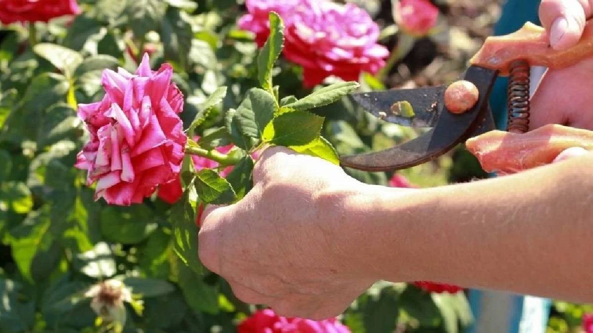 Görüntüsü hayran bırakıyor ama bakımı yanlış yapılıyor! Gül budamanın incelikleri…