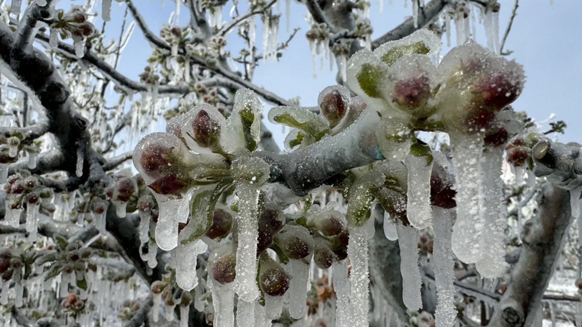 Ankara Valiliği'nden 'zirai don' uyarısı