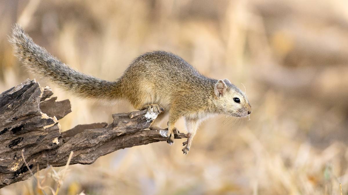 Afrika’nın doğal alarm sistemi: Ağaç sincabı hem kendini hem ormanı koruyor!