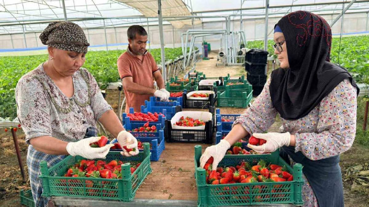 Almanya’da öğrendi, Türkiye’de üretti! Avrupa ve Asya’ya kilo kilo satıyor, yüksek kaliteli ürün üretiyor