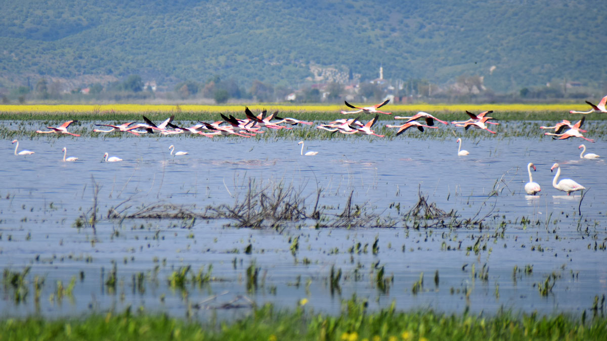 Marmara Gölü’nde yıllar sonra ilk: Göçmen kuşlar geri döndü